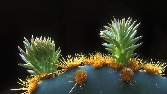 Cactus Buds