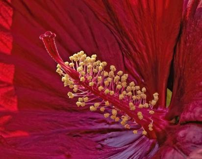 Hibiscus