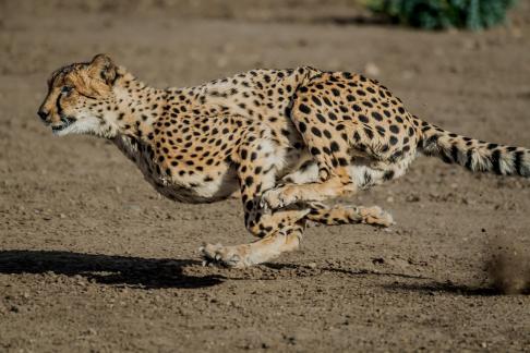 Cheetah In Chase 110