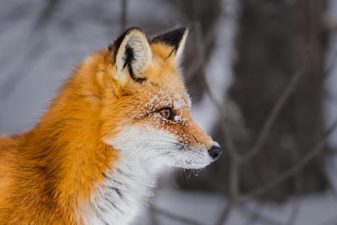 Red Fox Staring 103