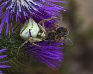 MEAL OF SPIDER LAMDA L