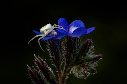 SPIDER ON BLUE FLOWER