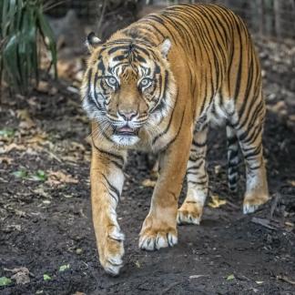 Intense tiger