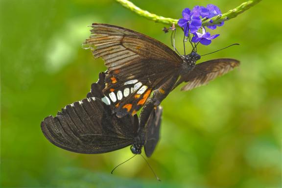 Papilio polyte