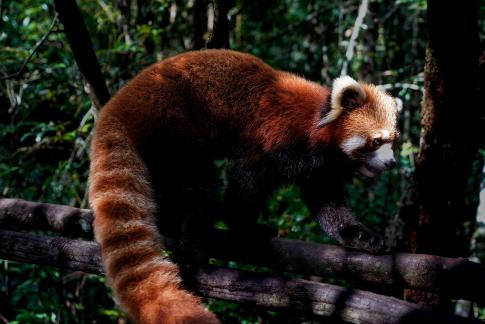 lesser panda