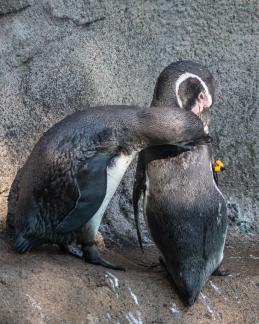 Humboldt Penguins Courting