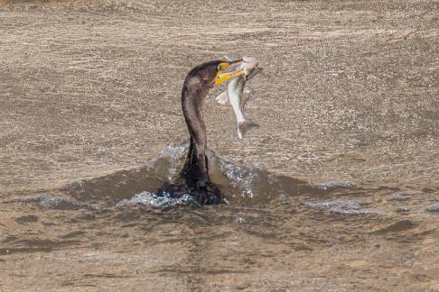 Cormorant with Fish  1811