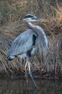 Blue Heron in Chincoteaque 1832