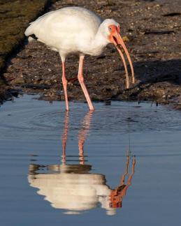 Ibis with lunch II