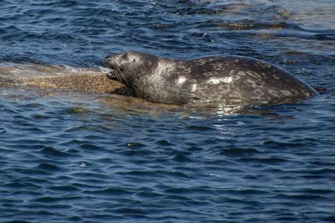 Seal at Lovers Point