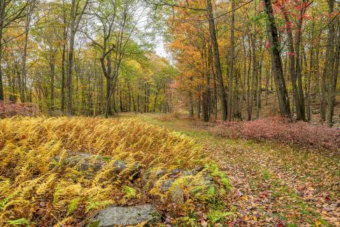 Ramapo Fall Color 2219