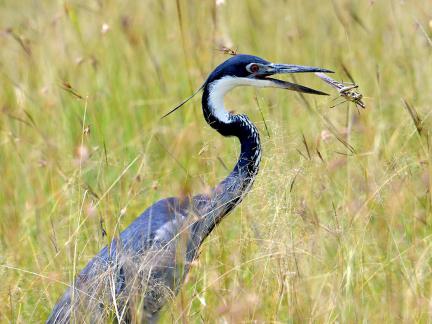 Great Blue Heron Hunting 8087