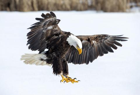 Bald Eagle in Snow