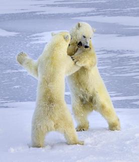 Two Polar Bears Playing 22