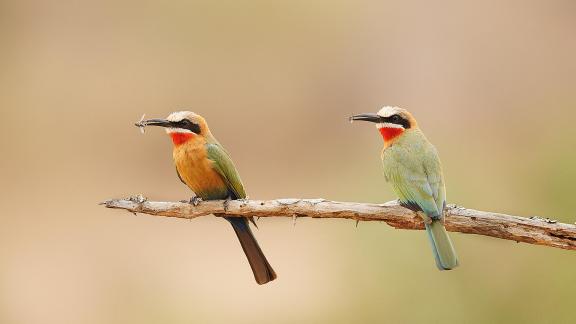 Merops bullockoides