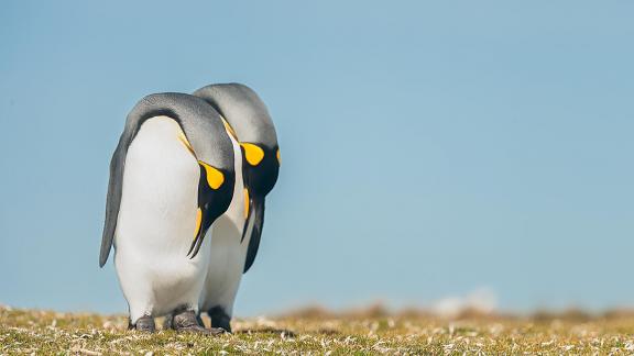 Pinguinos reverenciando