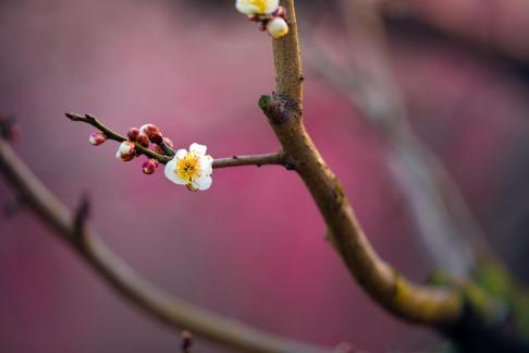 Plum blossom and bud