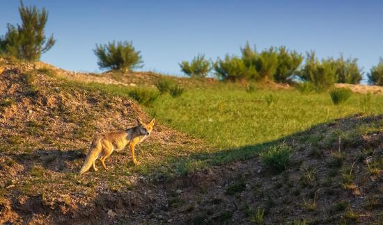 A female fox