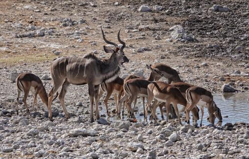 Kudu family