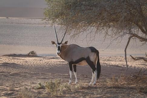 Oryx gazella_12