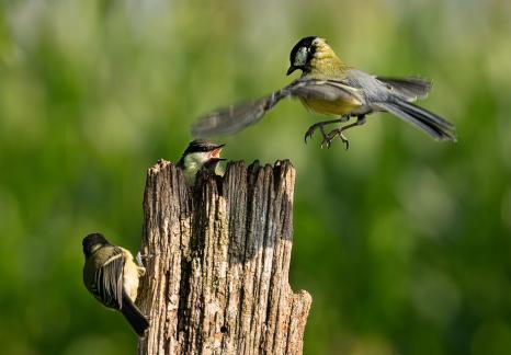 Famille mesang