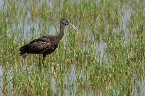 Ibis en quete