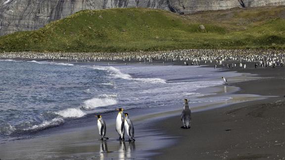 King Penguin Beach