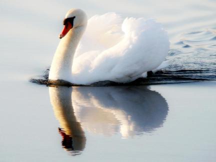 White Reflection