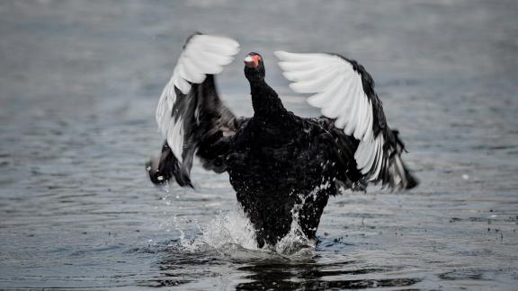 Black Swan 4