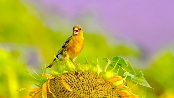 goldfinch 4