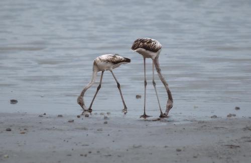 Majestic flamingos