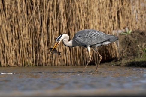 Bird and water5