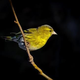 Eurasian Siskin 02