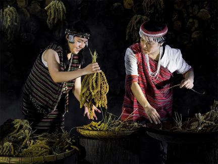 Millet harvest