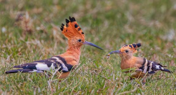 Hoopoe feeding young