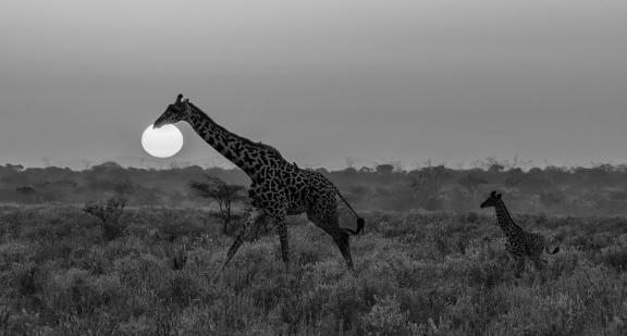 Sunrise in Amboseli