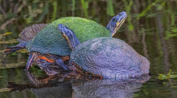 Turtle couple