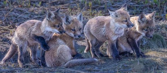 Red Fox Cubs