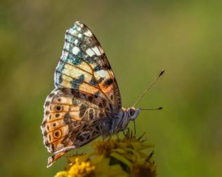 VC BUTTERFLY ON A FLOWER