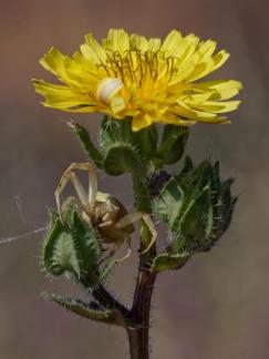 HIDDEN UNDER THE FLOWER