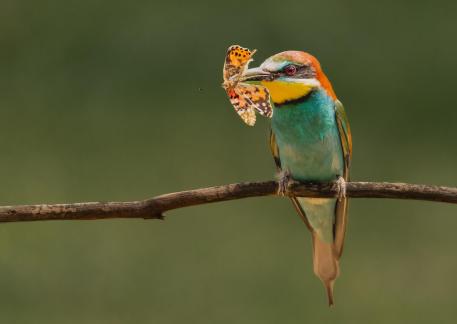 Bee Eater Get A Butterfly