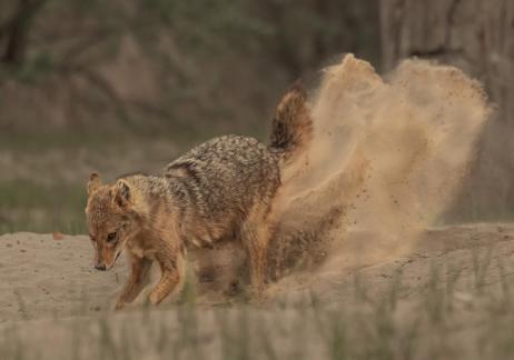 Golden Jackal Digging For Food