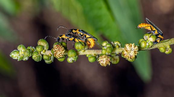 Courtship in the Wild