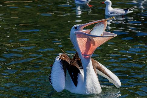 Pelican swallowing