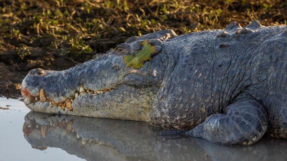 Crocodile Camouflage