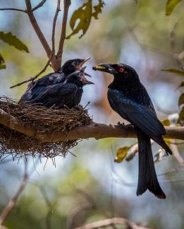 Drongo Feeding Time No 7