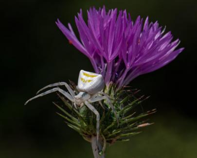 SITTING ON A THISTLE 2024