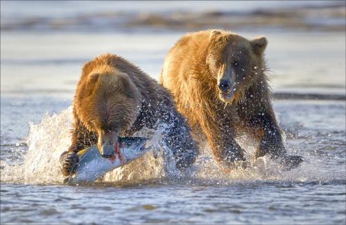 Bear Eating Fish