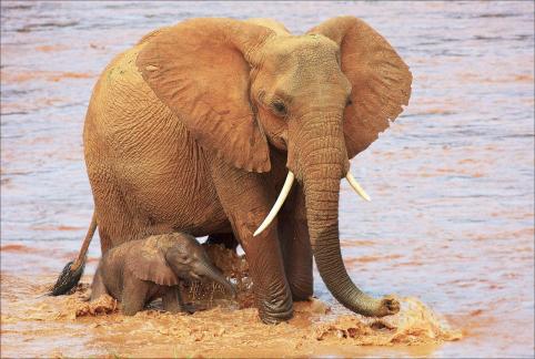 Elephant Playing