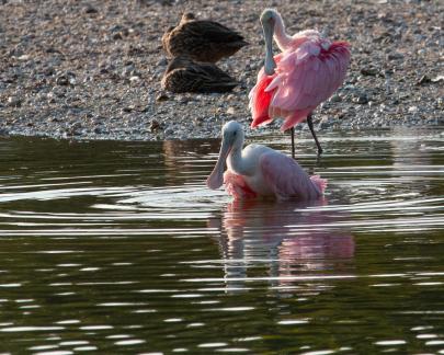 Pair of Spoonbills 9553